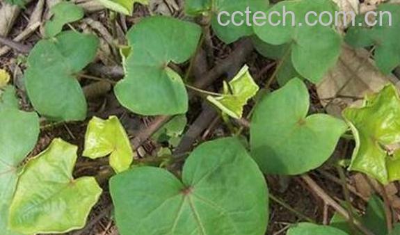 野荞麦的功效与禁忌-0