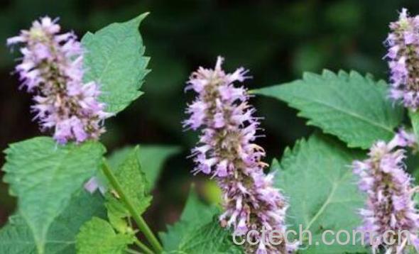 霍香草的功效和作用-0