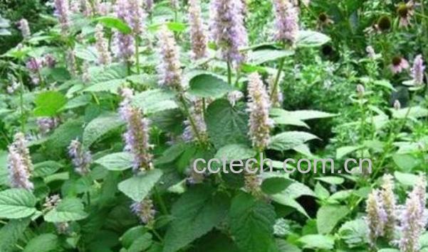 霍香草的功效和作用-1