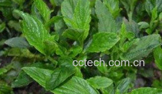 灵香草的功效与作用-0