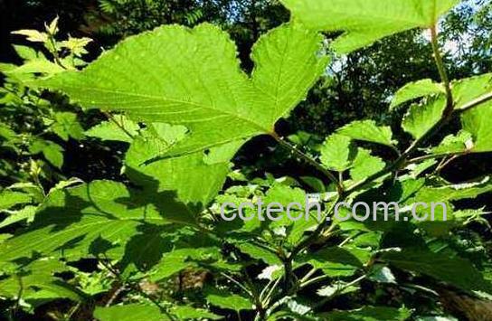 山楂叶泡水的功效与危害-0