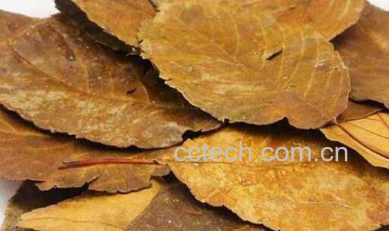 山楂叶泡水的功效与危害-1