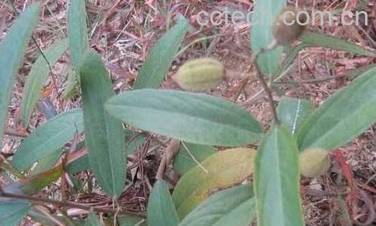 坡油麻的功效与作用-0