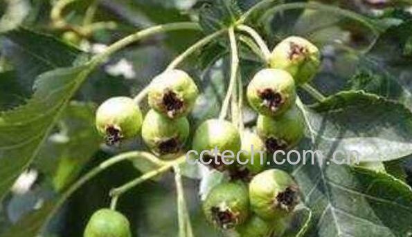 山楂叶的功效与作用及禁忌-0