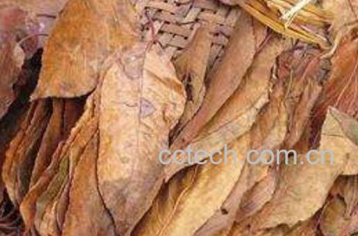 山楂叶的功效与作用及禁忌-1