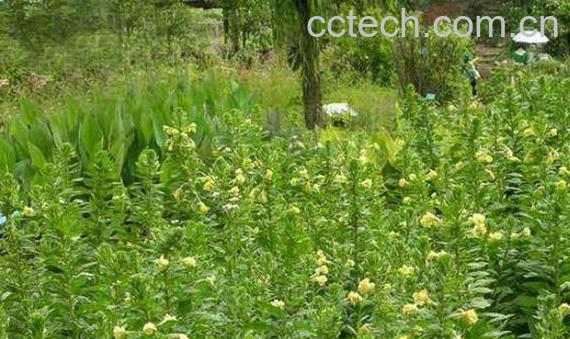 坡油麻的功效与作用-1