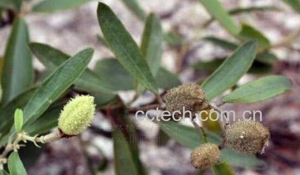 山芝麻的功效与作用 吃山芝麻的好处-0