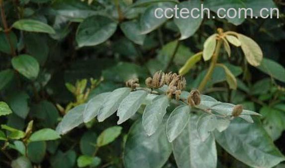 山油麻的功效与作用-1