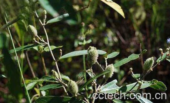 山油麻的功效与作用-0