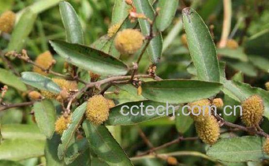 山芝麻的功效与作用 吃山芝麻的好处-1