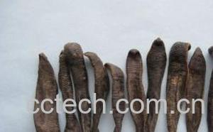 果蔬百科水蛭图片 水蛭的功效与作用-0