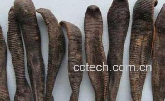 酒水蛭的功效与作用-0