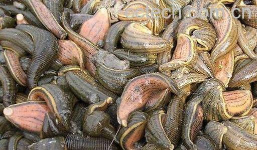 酒水蛭的功效与作用-1