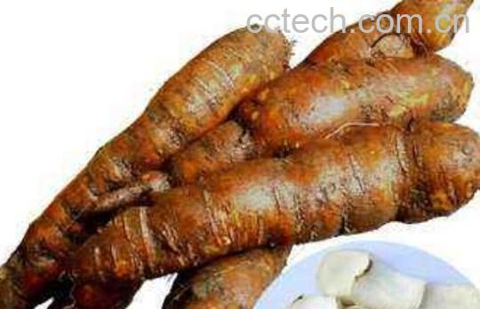 新鲜何首乌怎么处理能吃 刚挖的鲜何首乌食用方法-1