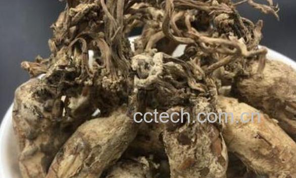 金蝉花的禁忌 金蝉花哪些人不能吃-1