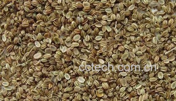 蛇床子壮阳的用法 蛇床子壮阳太强了-0