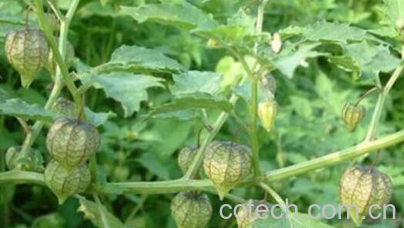 灯笼草的功效与作用 灯笼草泡水喝的功效-0