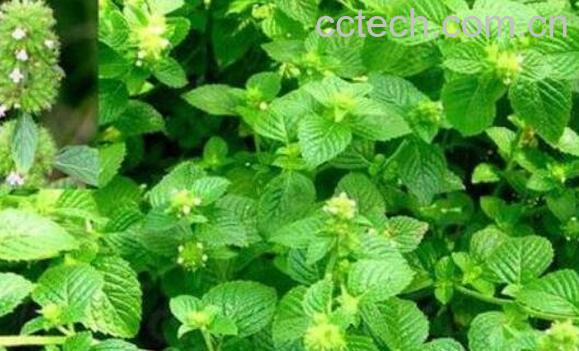 灯笼草的功效与作用 灯笼草泡水喝的功效-1