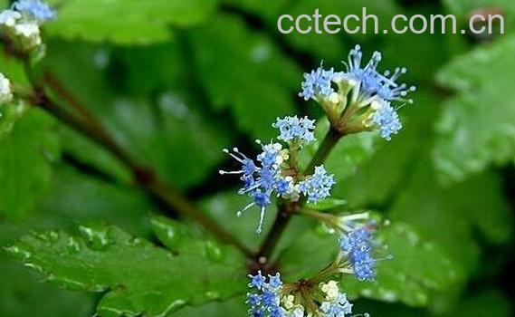 蓝布正的功效与作用-1