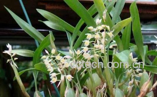 石仙桃的功效与作用 石仙桃的食用方法-0