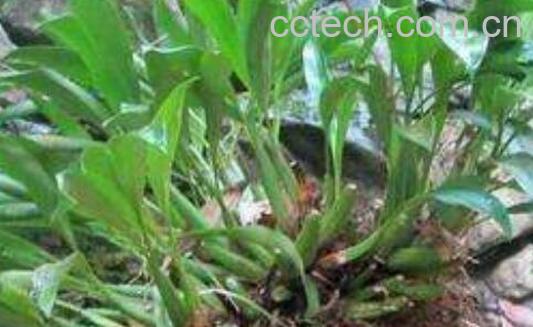 石仙桃的功效与作用 石仙桃的食用方法-1