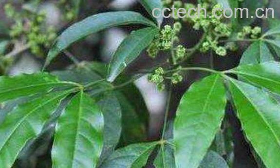 三丫苦的功效与作用-0