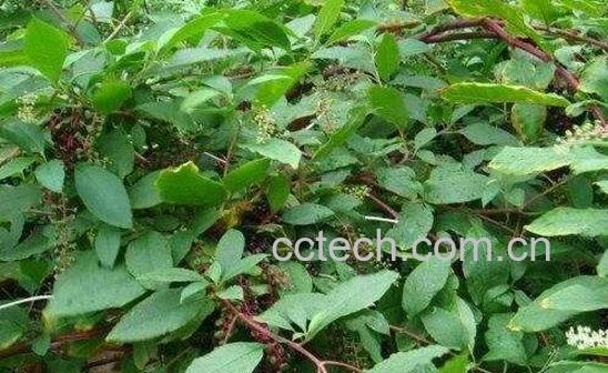  土人参的功效与作用及禁忌-1