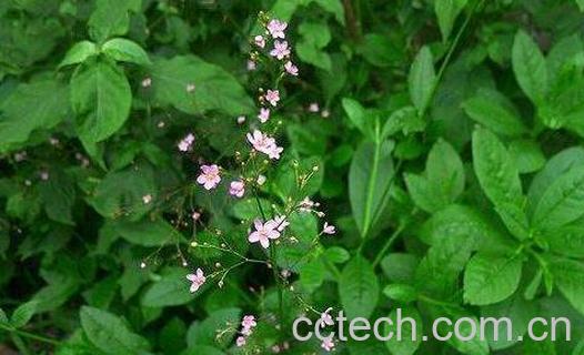  土人参的功效与作用及禁忌-0