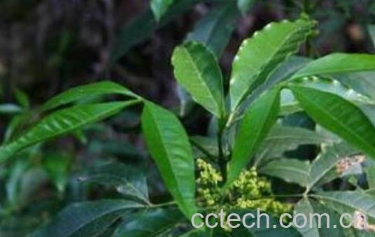 三丫苦的功效与作用-1