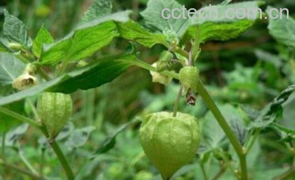 晒干的灯笼草怎么吃 -0