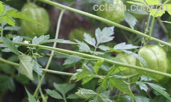 晒干的灯笼草怎么吃 -1