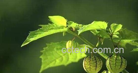 灯笼草什么人不能喝 灯笼草不能与什么同吃-0