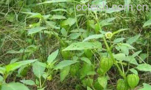 灯笼草什么人不能喝 灯笼草不能与什么同吃-1