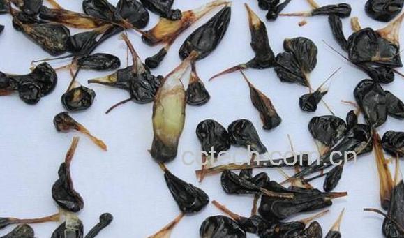 蛇胆的功效与作用及药用价值-0