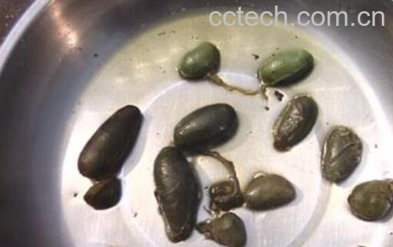 蛇胆的功效与作用及药用价值-1