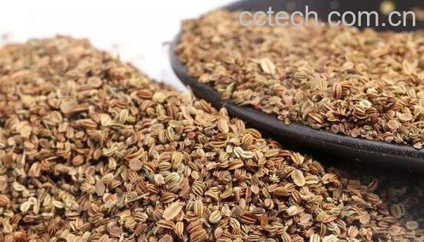 蛇床子的功效与作用及禁忌-0