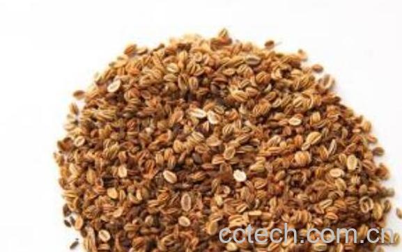 蛇床子正确泡水喝的方法 蛇床子泡水的功效-1