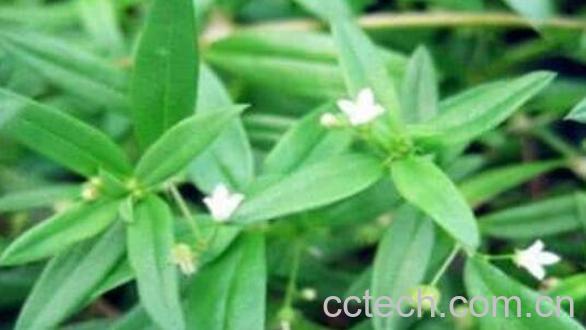  中药白花的功效与作用-0