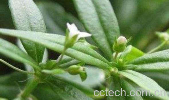  中药白花的功效与作用-1