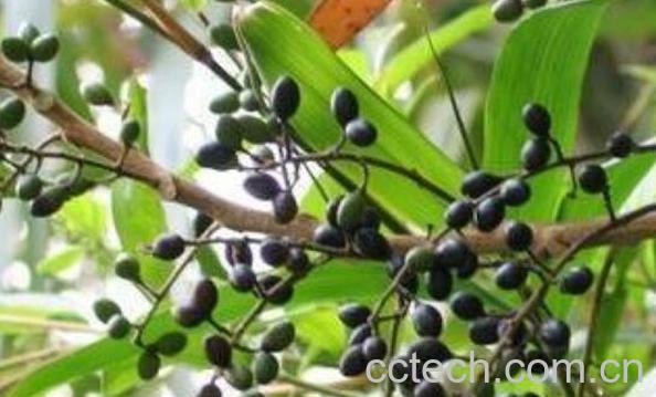 雅胆子的功效与作用及禁忌-0