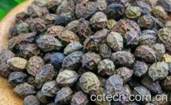 雅胆子的功效与作用及禁忌-1