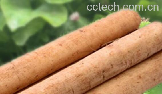 鲜牛蒡的吃法及禁忌-1