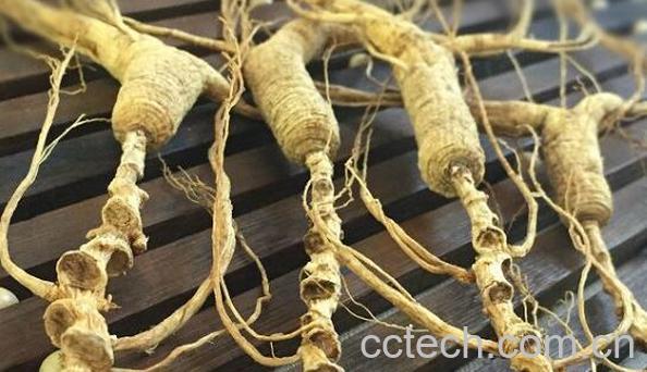 林下参的功效与作用及禁忌-1