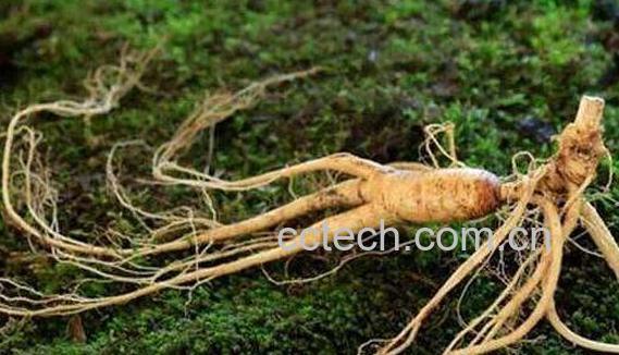 林下参和趴货的区别-0