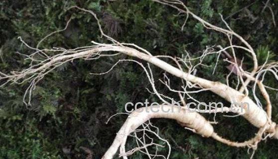 林下参的功效与作用及禁忌-0