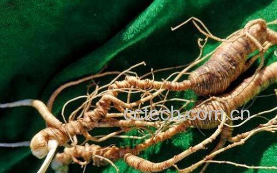 林下参和趴货的区别-1