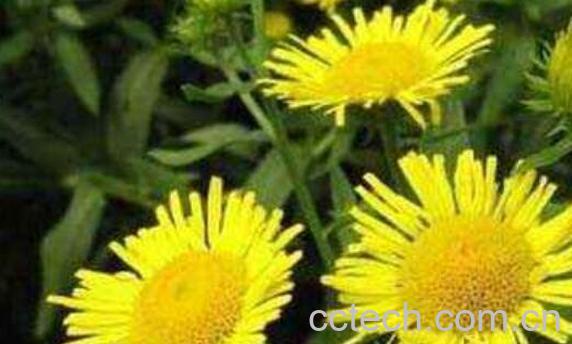 旋覆花的药用价值与副作用-0