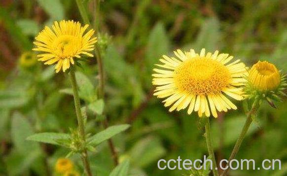 旋覆花的药用价值与副作用-1