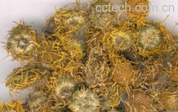 蜜旋覆花的功效与作用-0