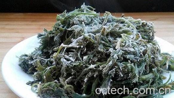 白蒿的药用功效与作用-1